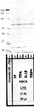 Anti-NAPSA Rabbit Polyclonal Antibody