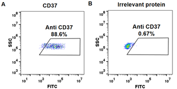 Anti-CD37 (naratuximab biosimilar) mAb