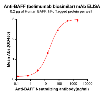 Anti-BAFF (belimumab biosimilar) mAb