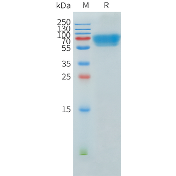 Mouse PGLYRP1 Protein, hFc Tag
