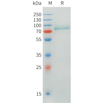 Mouse RNASE4 Protein, hFc Tag