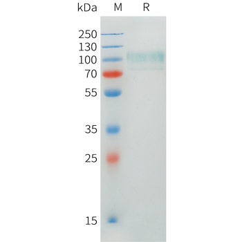 Mouse TENM4 Protein, His Tag