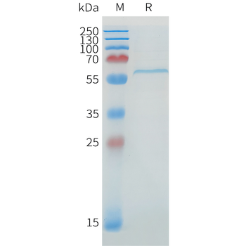 Mouse CD30 Protein, hFc Tag