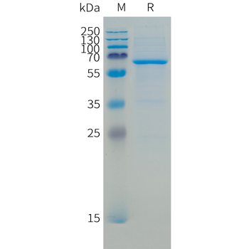 Canis lupus familiaris IL18BP Protein, hFc Tag