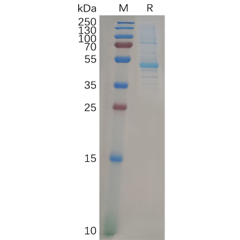 Human CLEC2D Protein, hFc Tag