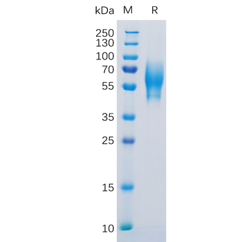 Human GRP Protein, hFc Tag