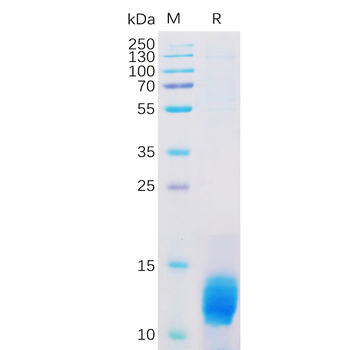 Human IL22 Protein, hFc Tag