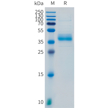 Human SIGLEC7 Protein, His Tag