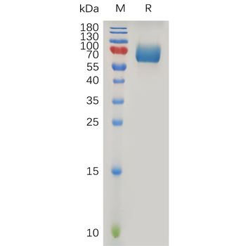 Human NTRK3 Protein, hFc Tag