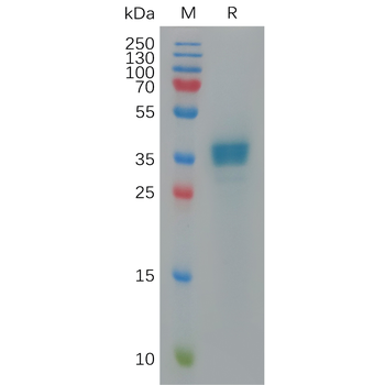 Human JAM-A Protein, hFc Tag