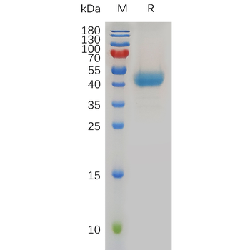 Human TYRO3 Protein, His Tag
