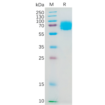 Human MIF Protein, hFc Tag