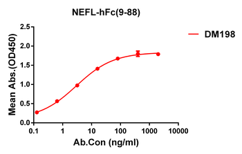 NEFL Antibody
