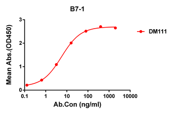 B7-1 Antibody