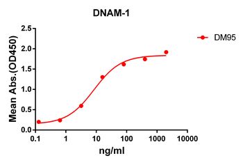 Anti-DNAM-1 antibody(DM95); Rabbit mAb