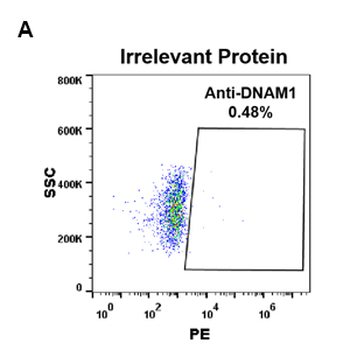 DNAM1 Antibody