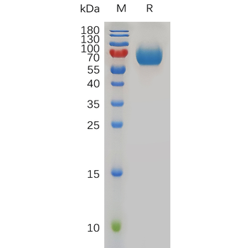 Human IL13(35-146) Protein, hFc Tag