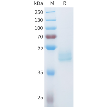 Mouse CD34 Protein, hFc Tag