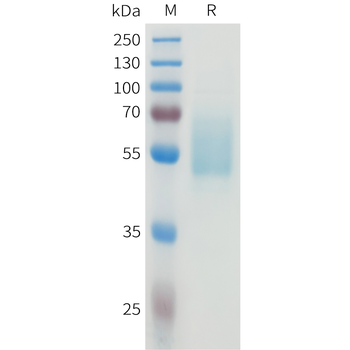 Mouse CSF1R Protein, His Tag