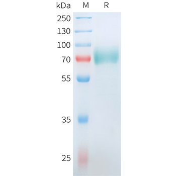 Mouse B7-1 Protein, hFc Tag