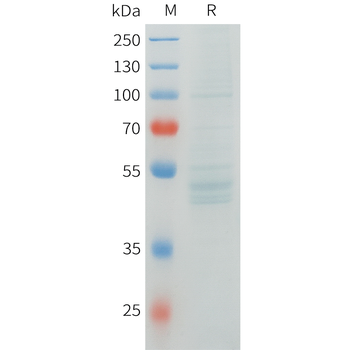 Mouse QSOX1 Protein, His Tag