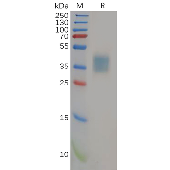 Human CLDN5 Protein, hFc Tag