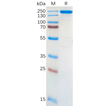 Human CLEC4C Protein, hFc Tag