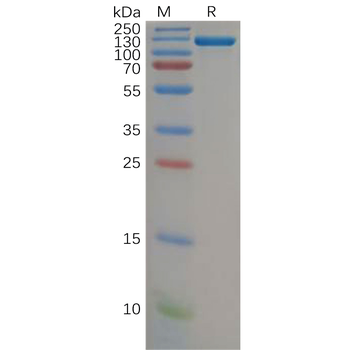 Human B7-H3 Protein, mFc Tag