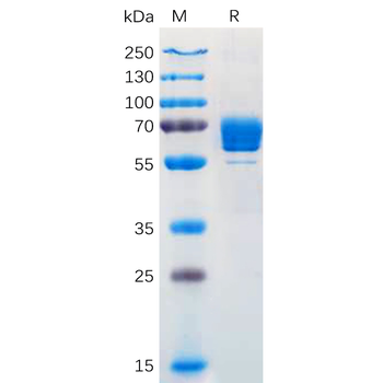 Human EMCN Protein, hFc Tag
