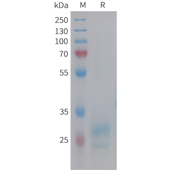Cynomolgus MDK Protein, hFc Tag