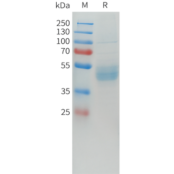 Mouse STAB1 Protein, His Tag