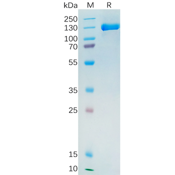 Human GCGR Protein, hFc Tag