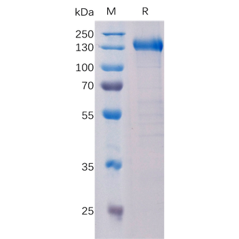 Human STAB1 Protein, hFc Tag