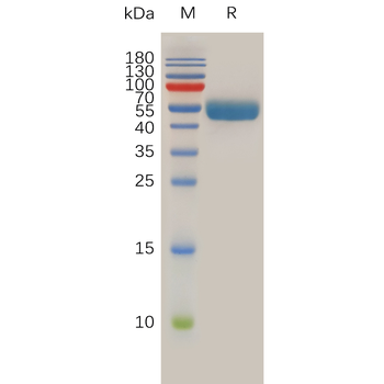 Human ENPP3 Protein, hFc Tag