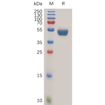 Human FMNL1 Protein, hFc Tag
