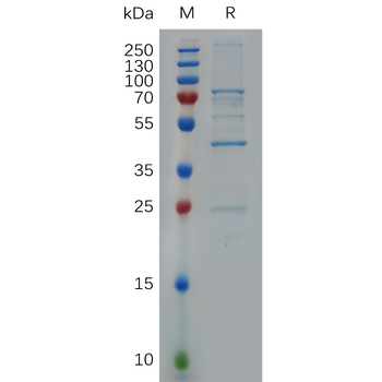 Human GPC2 Protein, hFc Tag