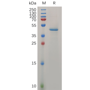 Human PPT Protein, hFc Tag