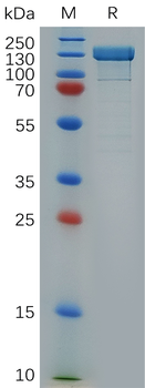 Human POTED Protein, hFc Tag