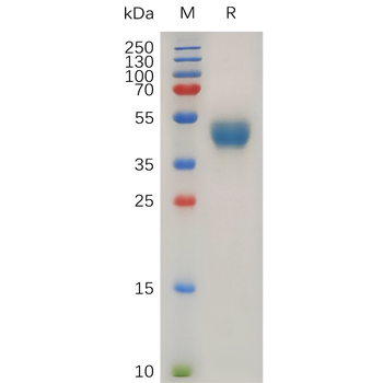 Human PCDH18 Protein, hFc Tag