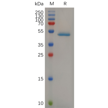 Human LAMP Protein, hFc Tag