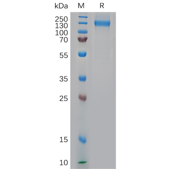 Human HPSE Protein, hFc Tag