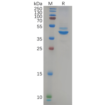 Human LGALS3BP Protein, hFc Tag