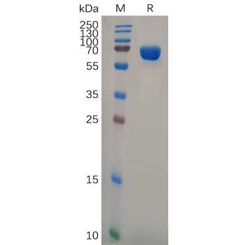 Human CD3E Protein, hFc Tag
