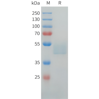 Mouse STAB1 Protein, hFc Tag