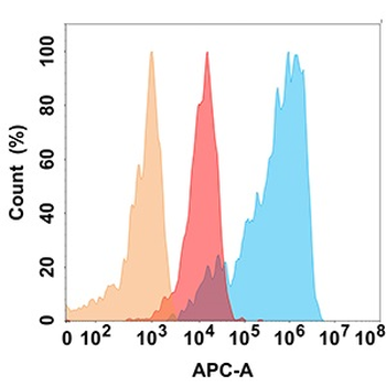 CD56 Antibody