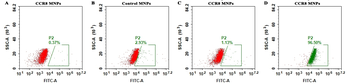 Human CCR8 full length protein-MNP