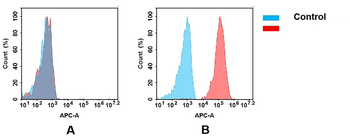 ICAM-1 Antibody