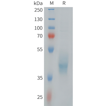 Human FGF-9 Protein