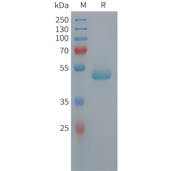 Human CCL28 Protein