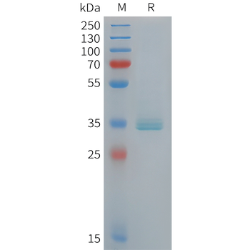 Human CCL23 Protein